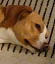 ABCDE.png, a small photo of a dog