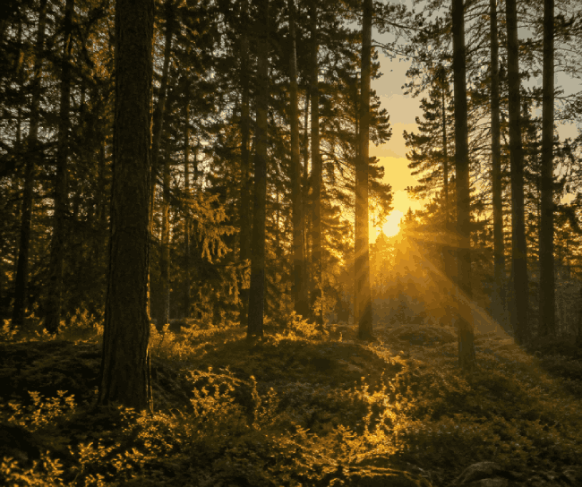 forest.png, a sunset through pine trees, the biggest file sent over CSVF2
